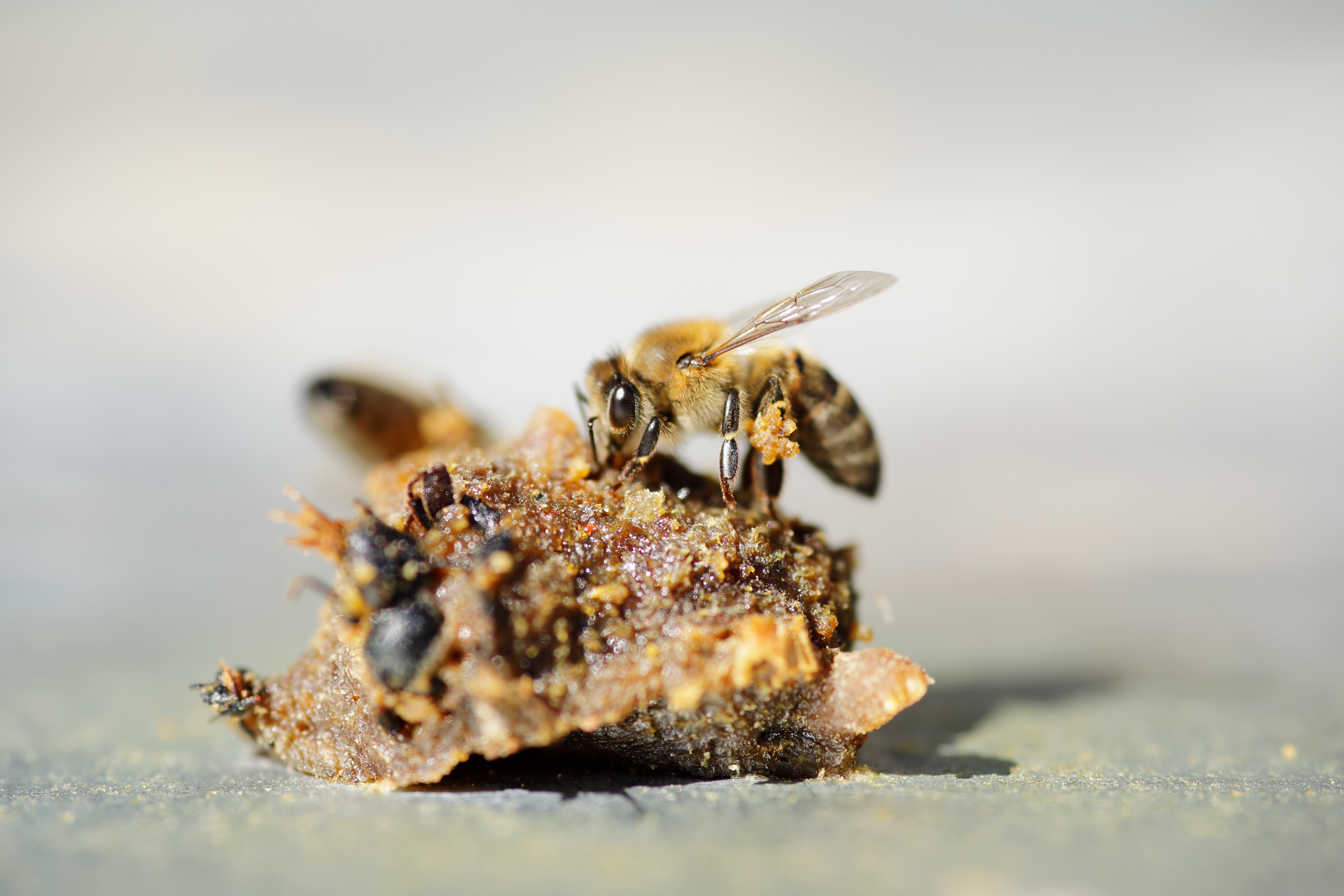 Propolis Care